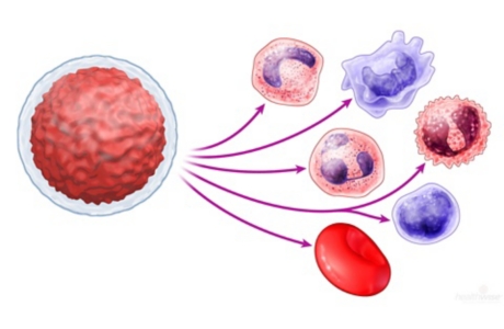 Bone Marrow Transplant: Before Your Procedure