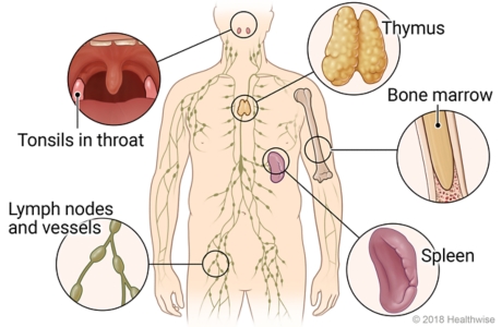 Location in body of parts of immune system, with detail of tonsils, thymus, bone marrow, spleen, and lymph nodes and vessels