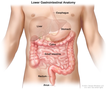 Gastrointestinal (digestive) system anatomy; shows esophagus, liver, stomach, colon, small intestine, rectum, and anus.