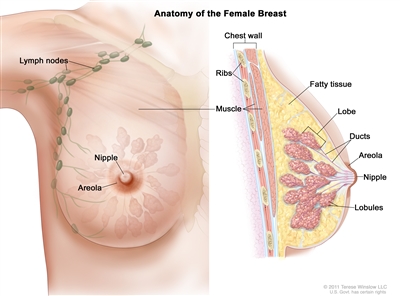 Drawing of female breast anatomy showing the lymph nodes, nipple, areola, chest wall, ribs, muscle, fatty tissue, lobe, ducts, and lobules.