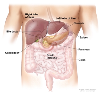 Anatomy of the liver; drawing shows the right and left lobes of the liver. Also shown are the bile ducts, gallbladder, stomach, spleen, pancreas, small intestine, and colon.