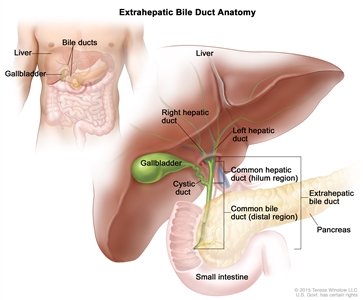 Anatomy of the extrahepatic bile ducts; drawing shows the liver, right and left hepatic ducts, gallbladder, cystic duct, common hepatic duct (hilum region), common bile duct (distal region), extrahepatic bile duct, pancreas, and small intestine. An inset shows the liver, bile ducts, and gallbladder.