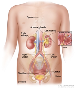 Anatomy of the female urinary system; drawing shows a front view of the right and left kidneys, the ureters, urethra, and bladder filled with urine. The inside of the left kidney shows the renal pelvis. An inset shows the renal tubules and urine. The spine, adrenal glands, and uterus are also shown.