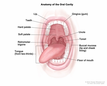 Anatomy of the oral cavity; drawing shows the lip, hard palate, soft palate, retromolar trigone, front two-thirds of the tongue, gingiva, buccal mucosa, and floor of mouth. Also shown are the teeth, uvula, and tonsil.