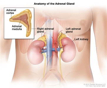 Anatomy of the adrenal gland; drawing of the abdomen showing the left and right adrenal glands, the left and right kidneys, and major blood vessels. A cross section of an adrenal gland is in an inset showing the adrenal cortex and the adrenal medulla.
