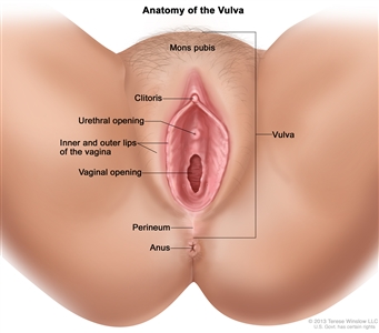 Anatomy of the vulva; drawing shows the mons pubis, clitoris, urethral opening, inner and outer lips of the vagina, and the vaginal opening. Also shown are the perineum and anus.