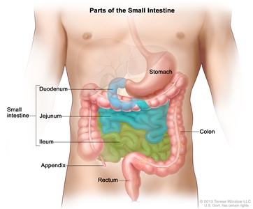 Drawing of the small intestine showing the duodenum, jejunum, and ileum. Also shown are the stomach, appendix, colon, and rectum.