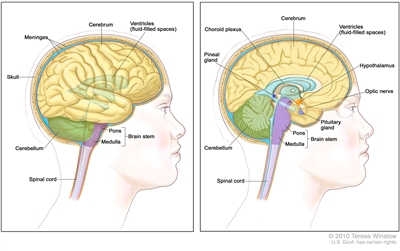 Anatomy of the brain; two-panel drawing showing the cerebrum, ventricles (fluid-filled spaces), cerebellum, brain stem (pons and medulla), and spinal cord. Also shown are the meninges and skull (left panel) and the choroid plexus, hypothalamus, pineal gland, pituitary gland, and optic nerve (right panel).