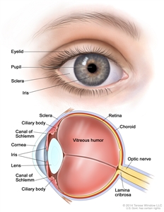 Anatomy of the eye; two-panel drawing showing the outside and inside of the eye. The top panel shows the outside of the eye, including the eyelid, pupil, sclera, and iris. The bottom panel shows the inside of the eye, including the ciliary body, canal of Schlemm, cornea, lens, vitreous humor, retina, choroid, optic nerve, and lamina cribrosa.
