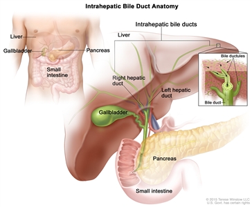 Anatomy of the intrahepatic bile duct; drawing shows the liver, intrahepatic bile ducts, right and left hepatic ducts, gallbladder, pancreas, and small intestine. An inset shows a cross section of a liver lobule with a network of bile ductules leading into a bile duct.
