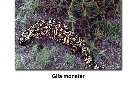 Photograph of a Gila monster.