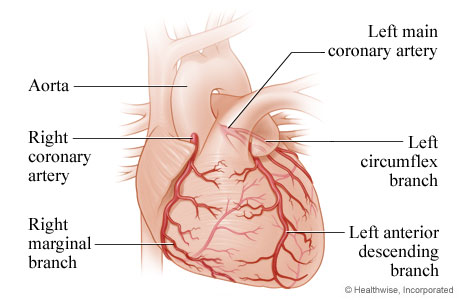 Heart and coronary arteries
