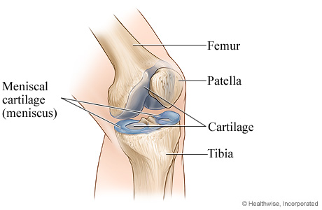 Cartilage of the knee