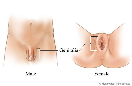 External genitalia