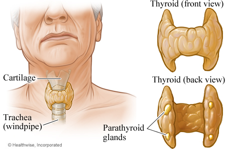 Thyroid and parathyroid glands