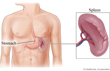 The spleen and its location in the body