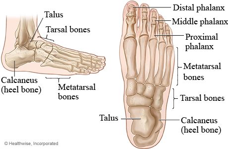 Pictures of the bones of the foot (top view and side view)