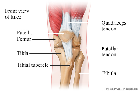 Picture of the bones and tendons of the knee