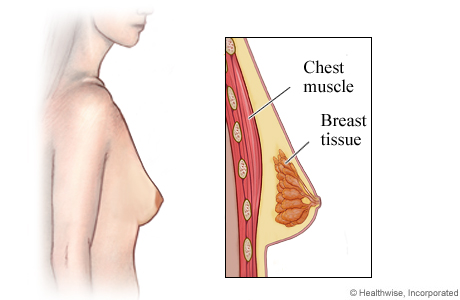 Side view of female breast with detail of chest muscle and breast tissue