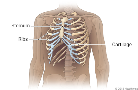 Skeletal view of rib cage, showing sternum, ribs, and cartilage