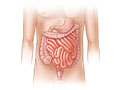 The lower digestive system