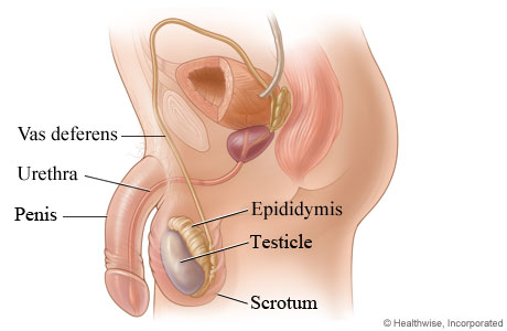 Testicle and its location in the body