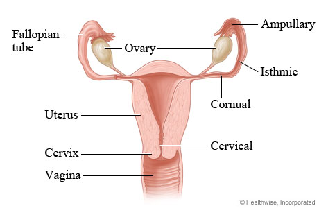 Possible locations of ectopic pregnancy