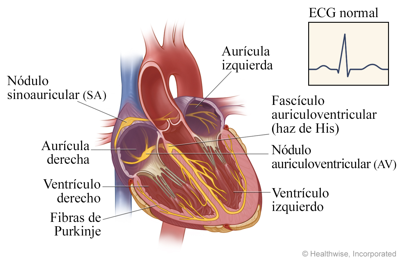El corazón y las vías para los impulsos eléctricos, y un ECG con un resultado normal