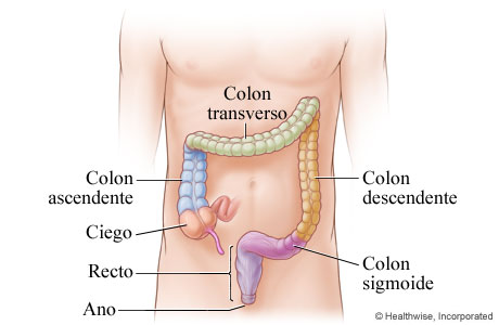 Las partes del intestino grueso