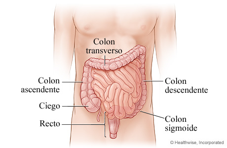Las partes del aparato digestivo inferior