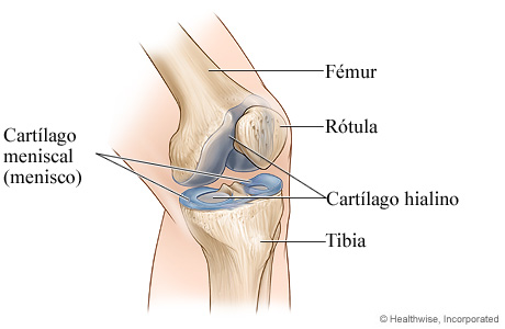 Articulación normal de la rodilla
