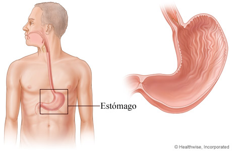 Imagen del estómago y su localización en el cuerpo