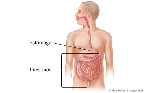 Imagen de los intestinos