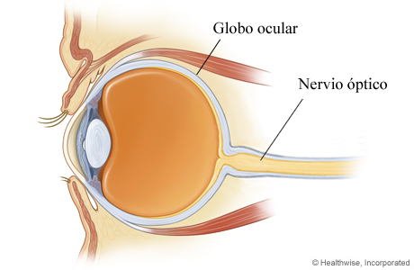 Imagen de un corte transversal del ojo que muestra el nervio óptico