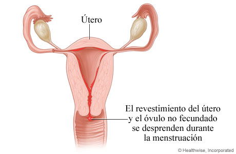 Ciclo menstrual: se desprende el revestimiento del útero