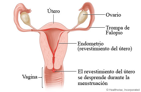 Flujo menstrual