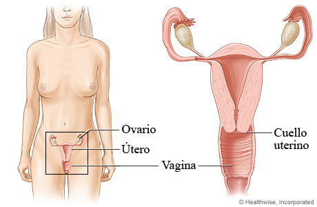 La vagina y su ubicación en el cuerpo
