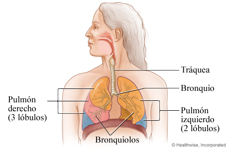 Anatomía del aparato respiratorio