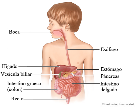 Imagen del aparato digestivo de un niño