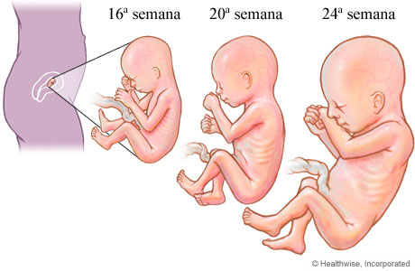 Desarrollo fetal en el segundo trimestre