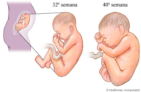 Desarrollo fetal en el tercer trimestre