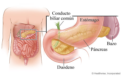 El páncreas y su ubicación en el cuerpo