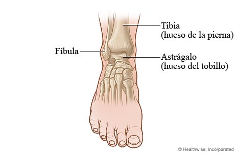Huesos de la articulación del tobillo: Vista anterior - MedicalRecords.com