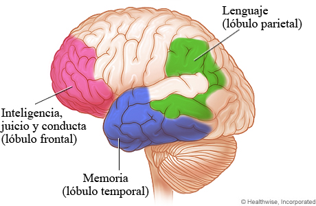 Regiones del cerebro afectadas por la enfermedad de Alzheimer y por otros tipos de demencia