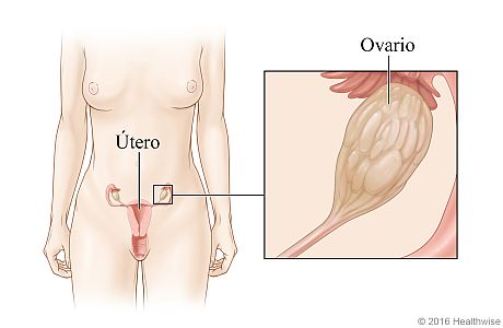 Ubicación de los ovarios y del útero, con detalle de un ovario