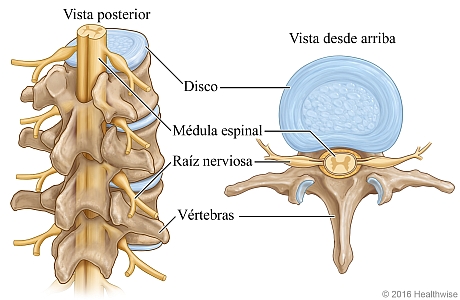 Médula espinal, con detalle de una vértebra y un disco