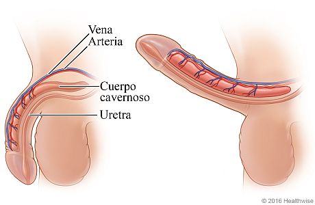 Vista lateral de un pene flácido y un pene erecto, que muestra cambios en los vasos sanguíneos principales y en el cuerpo cavernoso durante una erección
