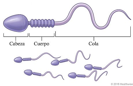 Un grupo de espermatozoides, con detalle de un solo espermatozoide