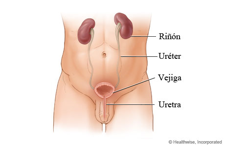 Aparato urinario masculino