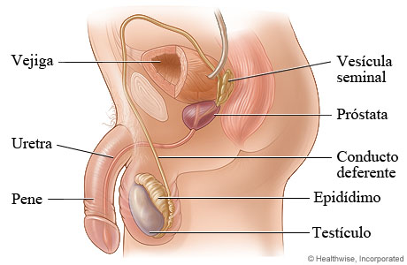 Ilustración del aparato reproductor masculino